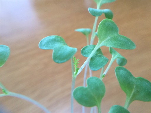 f:id:gurigreen:20200623152028j:plain f:id:gurigreen:20200623152028j:plain