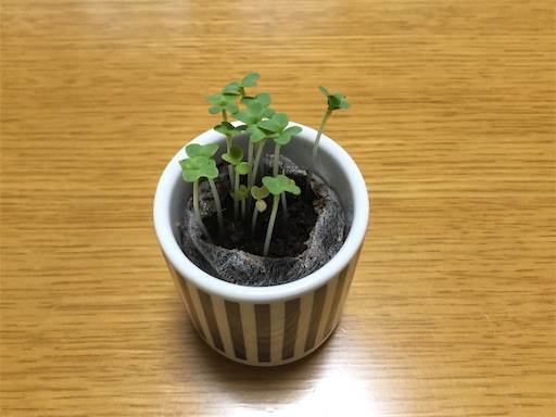 f:id:gurigreen:20200623152100j:plain f:id:gurigreen:20200623152100j:plain