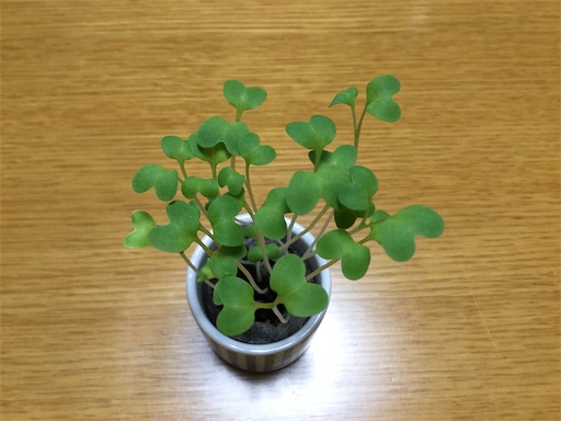 f:id:gurigreen:20200623152105j:plain f:id:gurigreen:20200623152105j:plain