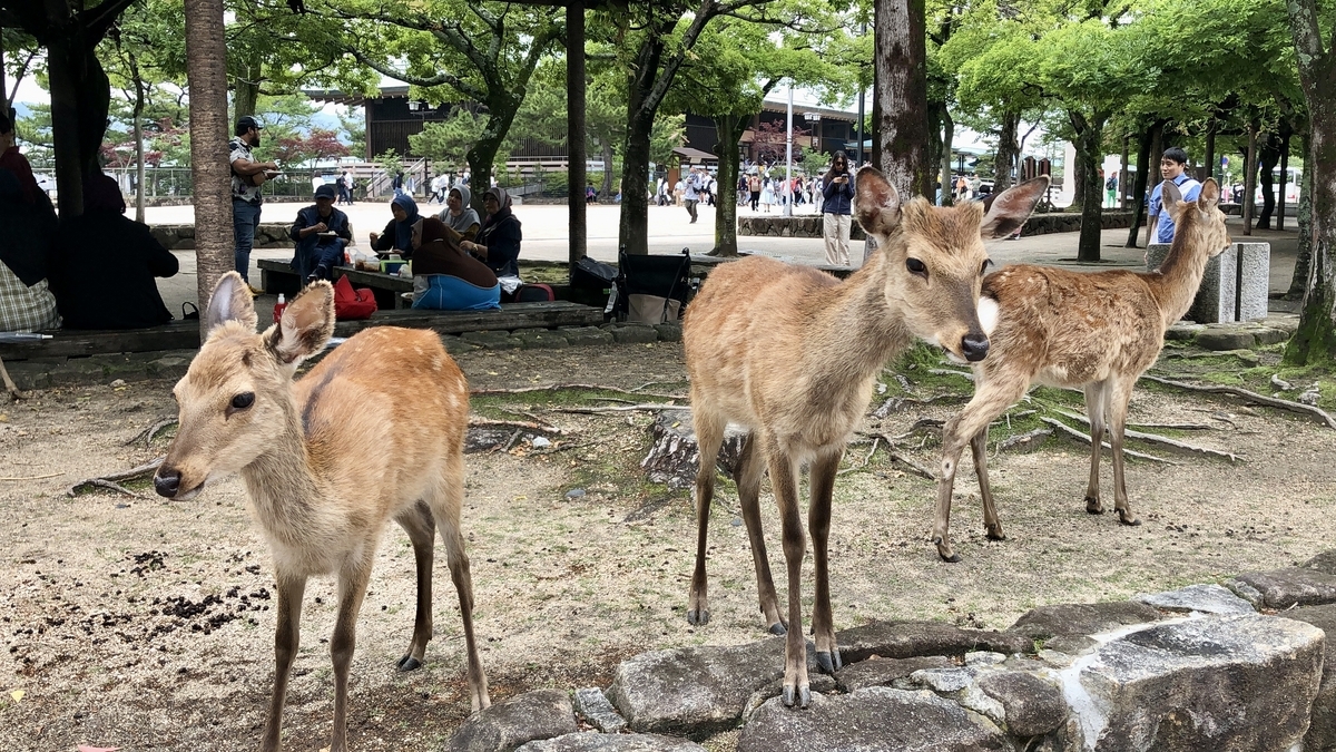 ぐるぐるねこ男