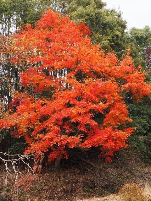 f:id:gururigurui:20181108194923j:plain