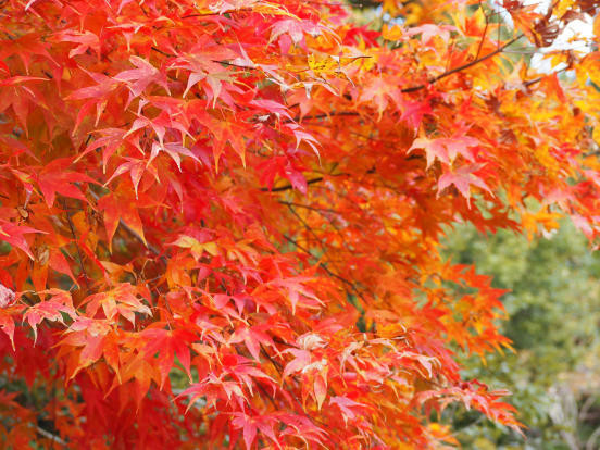 f:id:gururigurui:20181108195127j:plain