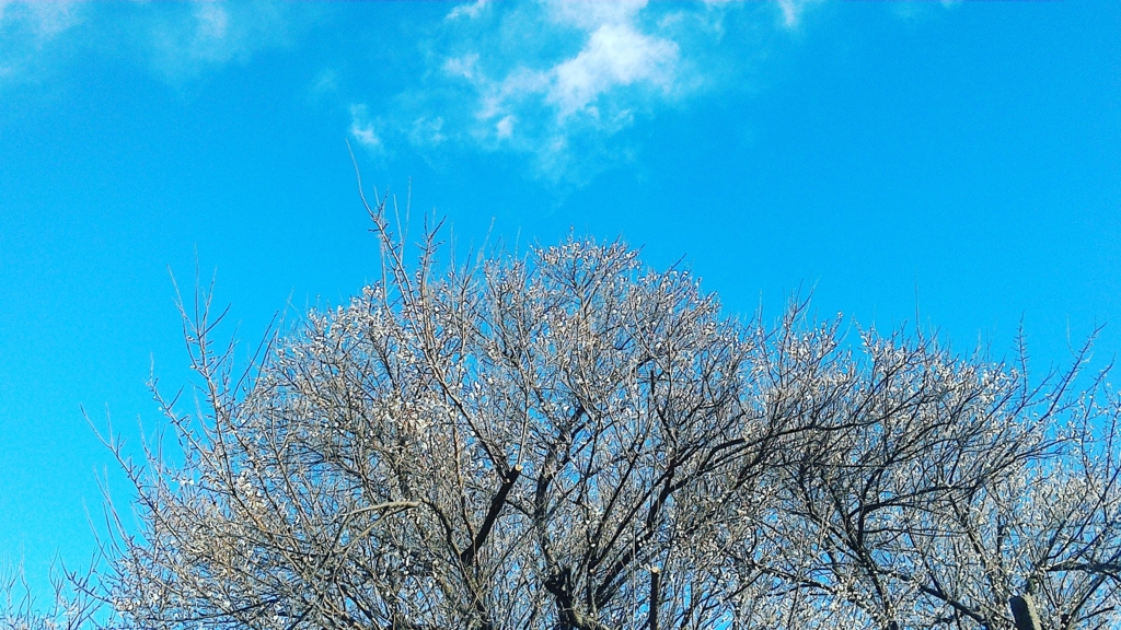 f:id:gushax2:20170116132523j:plain