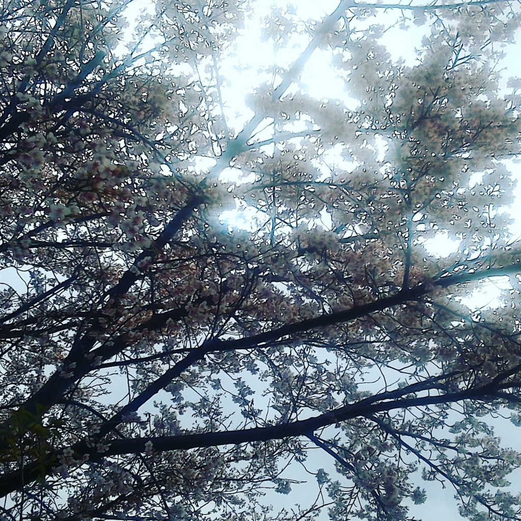 f:id:gushax2:20170227145414j:plain f:id:gushax2:20170227145414j:plain