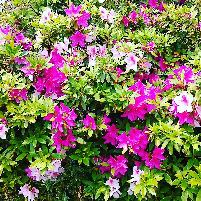 f:id:gushax2:20170501134728j:plain f:id:gushax2:20170501134728j:plain