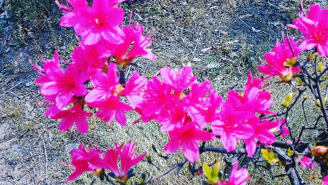 f:id:gushax2:20170501134756j:plain f:id:gushax2:20170501134756j:plain