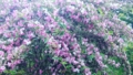 数珠なりの桜！？