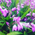 濡紫花