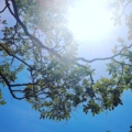 若葉と太陽