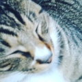 寝ぼけ顔
