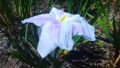 花菖蒲