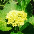 紫陽花の蕾