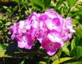 ピンクの紫陽花