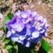 紫の紫陽花
