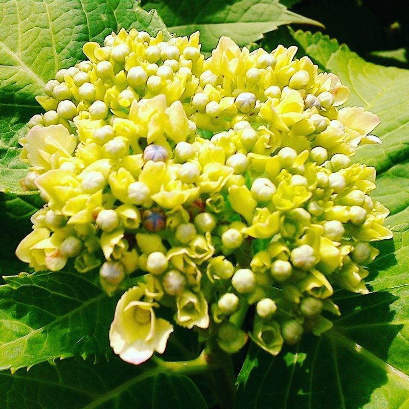 ウチの庭の紫陽花（蕾）