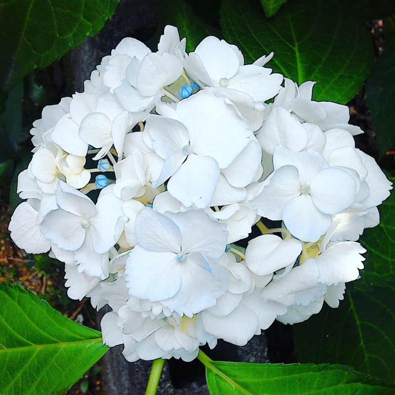 ウチの庭の紫陽花（白）