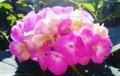 ウチの庭の紫陽花（ピンク）