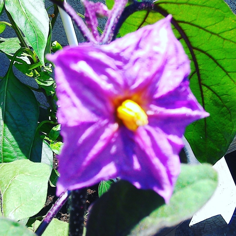 茄子の花