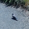 鳩
