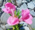 名前不明の花