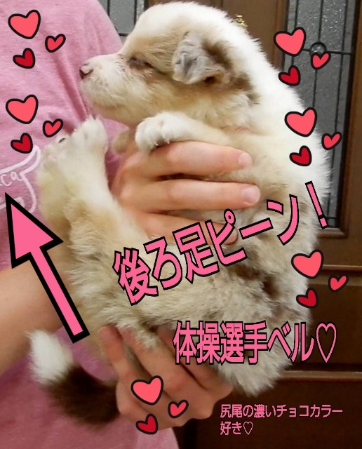 f:id:gussan-belle:20180811005545j:image