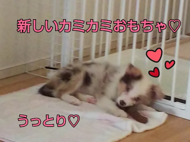 f:id:gussan-belle:20180821225328j:image