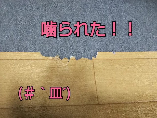 f:id:gussan-belle:20180827224533j:image