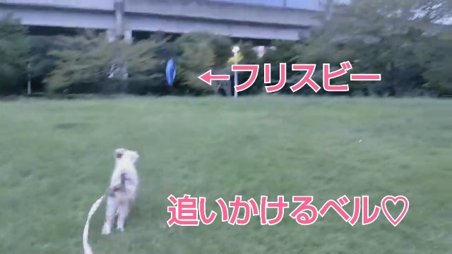 f:id:gussan-belle:20180921125928j:image