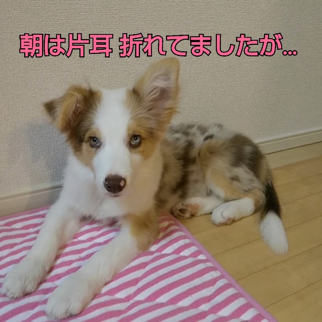 f:id:gussan-belle:20181002163021j:image