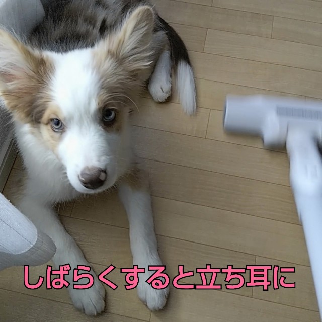 f:id:gussan-belle:20181002163057j:image