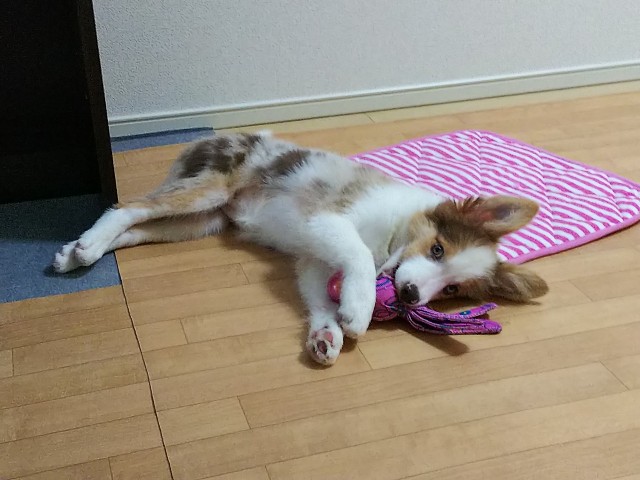 f:id:gussan-belle:20181003213751j:image