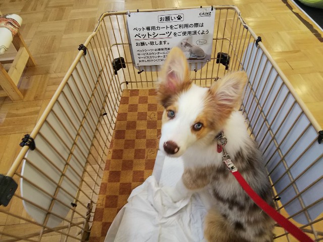 f:id:gussan-belle:20181003213910j:image