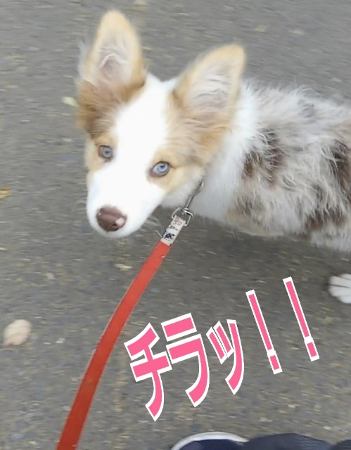 f:id:gussan-belle:20181004134607j:image