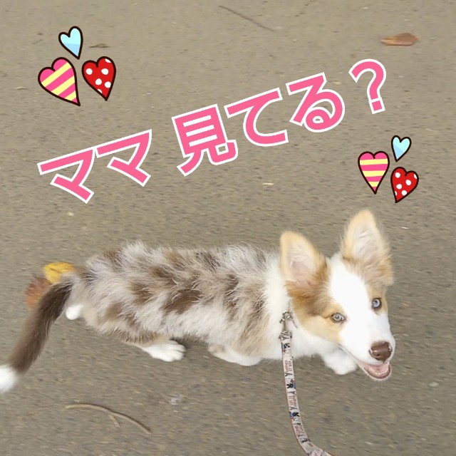f:id:gussan-belle:20181004134621j:image