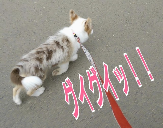 f:id:gussan-belle:20181004134639j:image