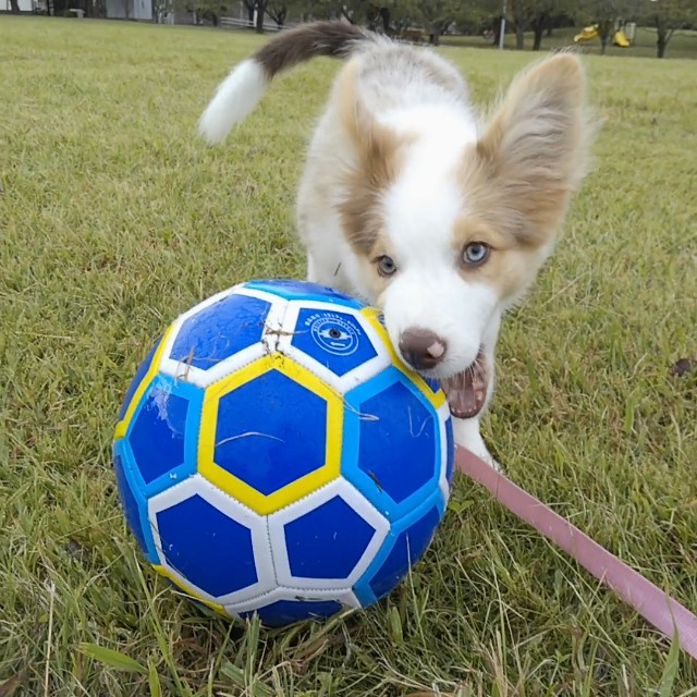 f:id:gussan-belle:20181005121734j:image