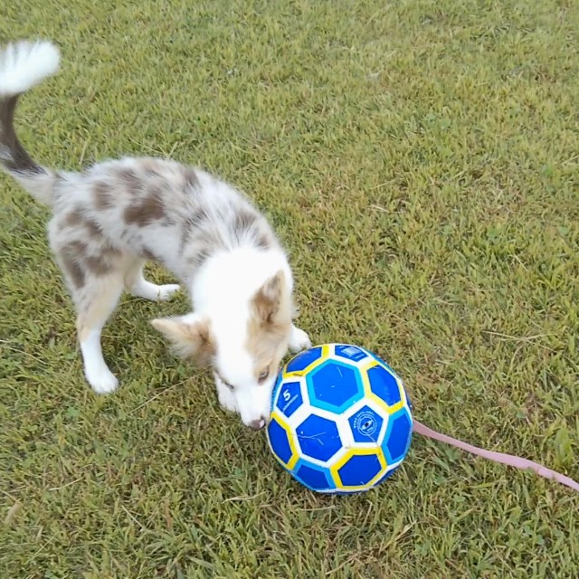 f:id:gussan-belle:20181005121841j:image