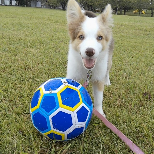 f:id:gussan-belle:20181005122006j:image