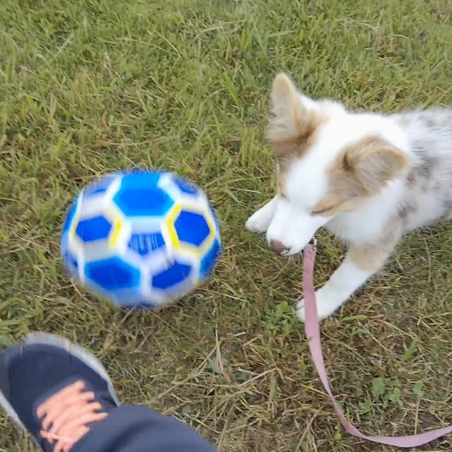 f:id:gussan-belle:20181005122051j:image