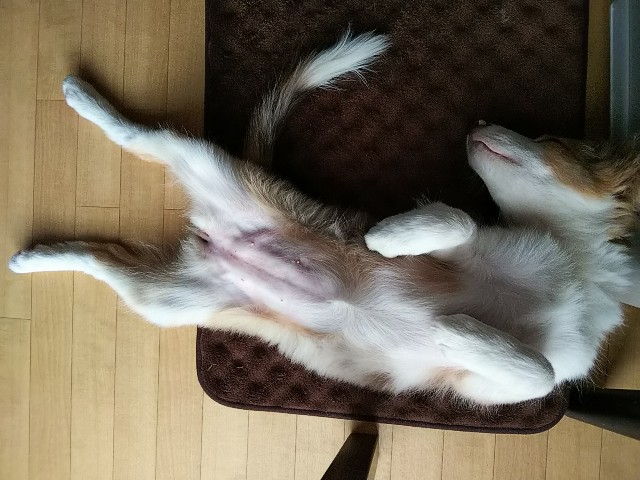 f:id:gussan-belle:20181005122130j:image