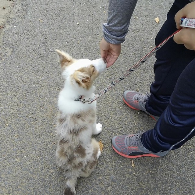 f:id:gussan-belle:20181008112955j:image f:id:gussan-belle:20181008112955j:image