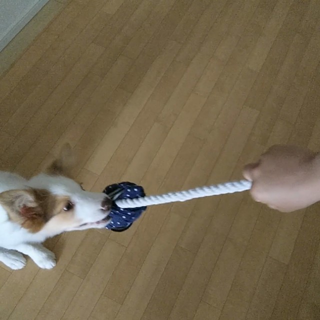 f:id:gussan-belle:20181008113009j:image f:id:gussan-belle:20181008113009j:image