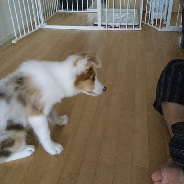 f:id:gussan-belle:20181008113028j:image f:id:gussan-belle:20181008113028j:image