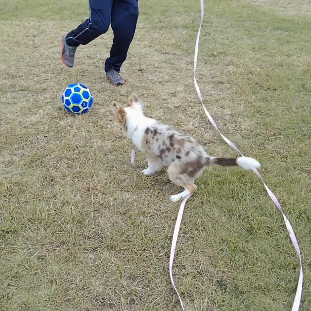 f:id:gussan-belle:20181008113048j:image f:id:gussan-belle:20181008113048j:image