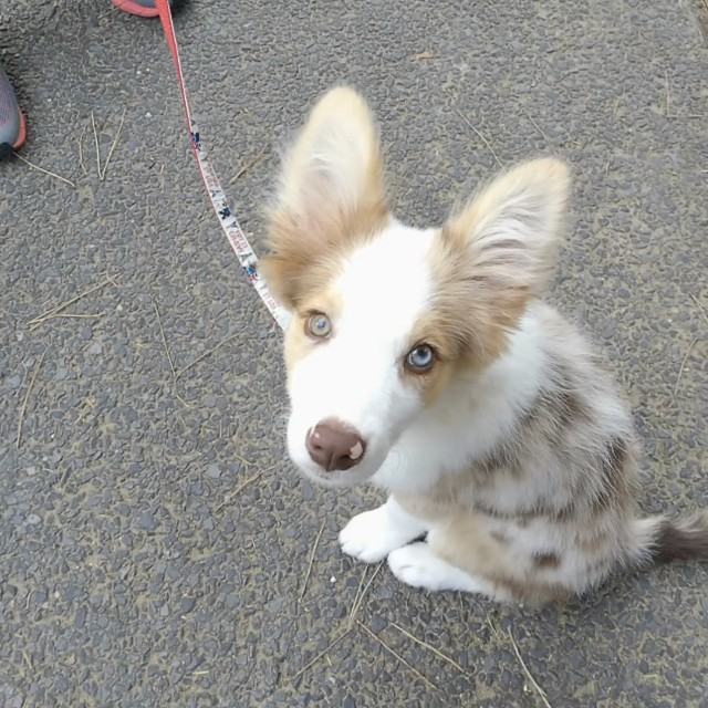 f:id:gussan-belle:20181008113126j:image f:id:gussan-belle:20181008113126j:image