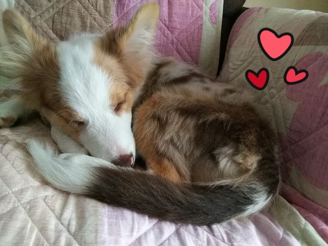 f:id:gussan-belle:20181020191320j:image