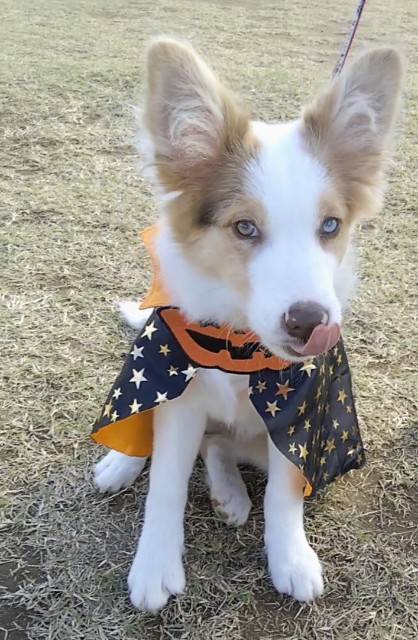 f:id:gussan-belle:20181027201330j:image f:id:gussan-belle:20181027201330j:image