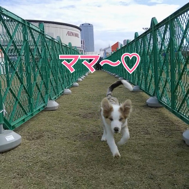 f:id:gussan-belle:20181027202440j:image f:id:gussan-belle:20181027202440j:image