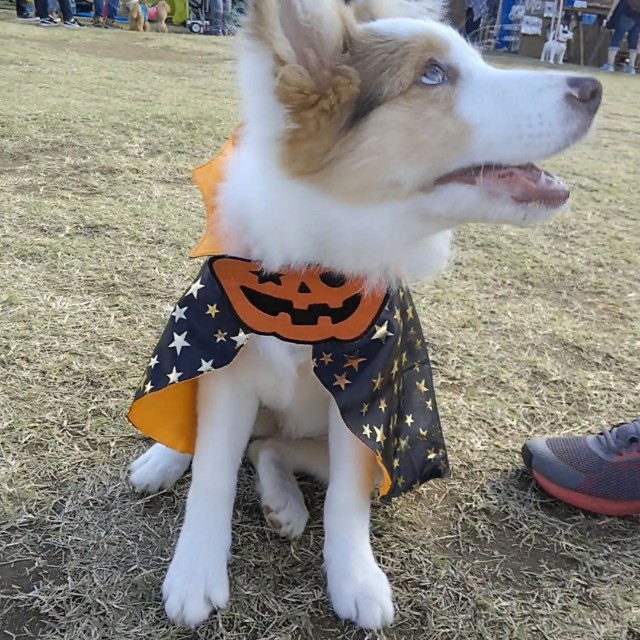 f:id:gussan-belle:20181027202549j:image f:id:gussan-belle:20181027202549j:image