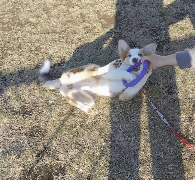 f:id:gussan-belle:20181027202726j:image f:id:gussan-belle:20181027202726j:image